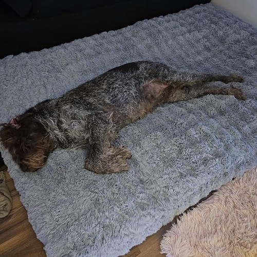 Ultra plush dog bed - bed, soft