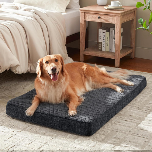 Extra large orthopedic dog - extra,